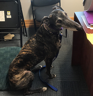 Picture of Mercury, the SoM therapy dog