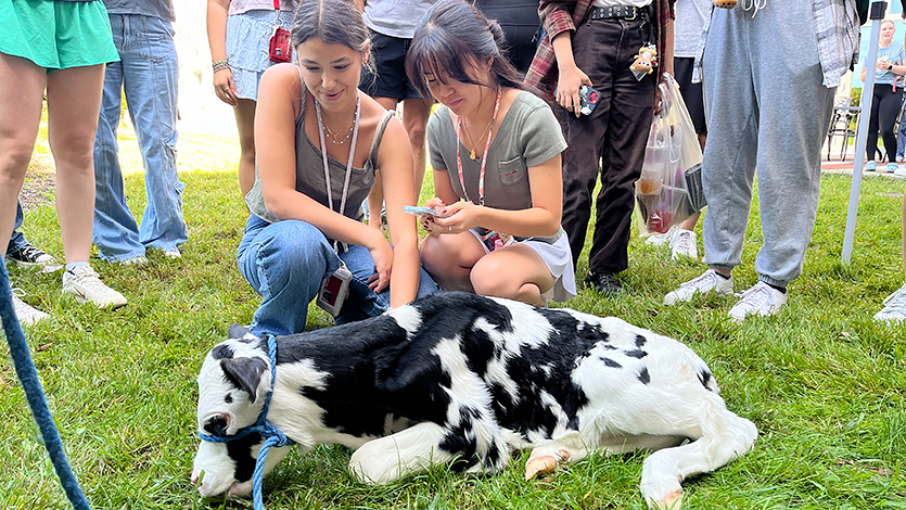 Image of calf on the campus green.