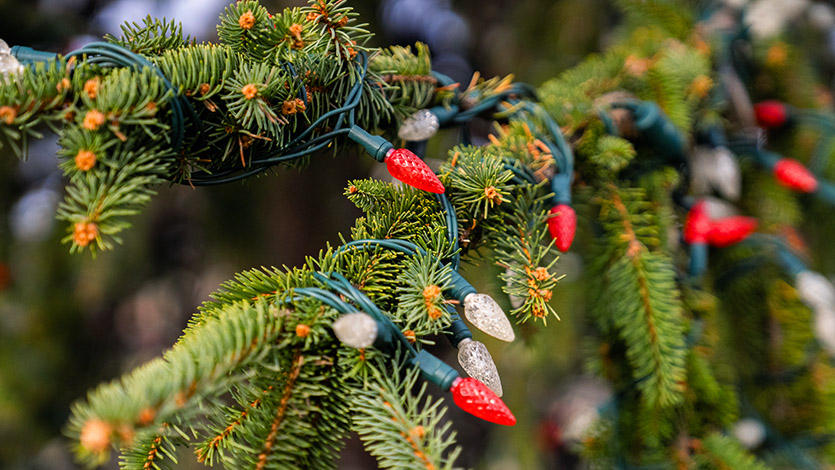 Image of LED lights on tree.